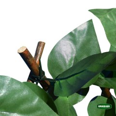 Φυλλωσιά Συνθετική με Πέργκολα Ξύλινη Πράσινο Σκούρο 1x2m Grasher
